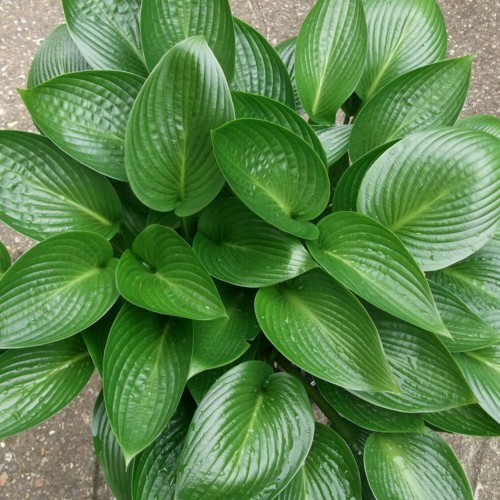 Hosta 'Devon Green' - Hosta 'Devon Green' P11/0,75L